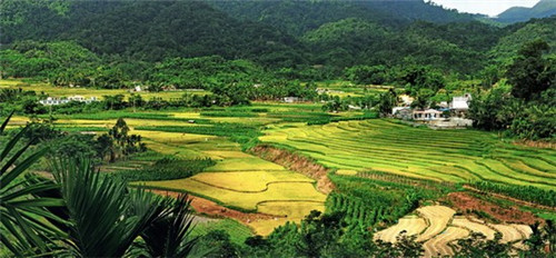 大眼包子